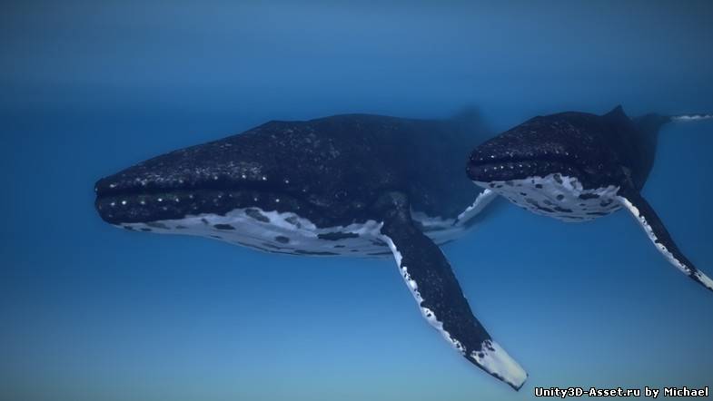 Humpback whale